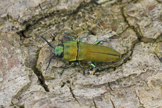 Closeup on the colorful green metallic jewel boring beetle, Anthaxia hungarica sitting on wood