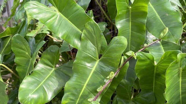 Close up video footage of lush green tropical philodendron leaves swaying in the garden.