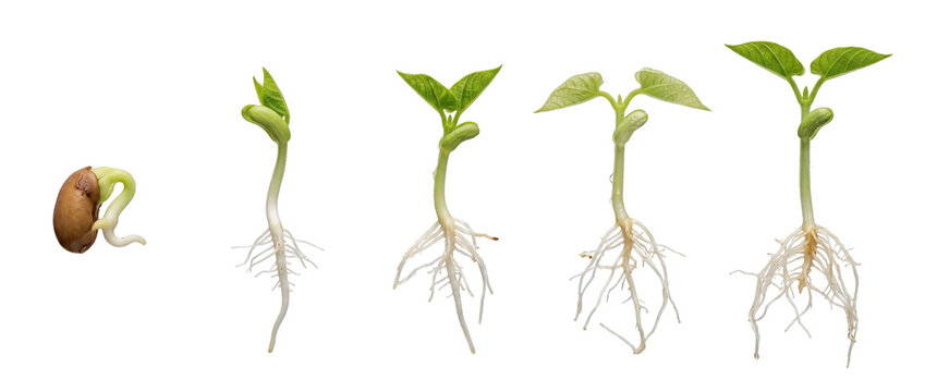 Plant seed germination growth sequence showing root development stages on a black background, representing life cycle, botany process, agricultural evolution, and green sprout timeline.