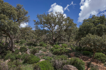 Cork oak forest in Los Alcornocales Natural Park, Cadiz, Spain. Mediterranean woodland with Quercus suber trees, rocky terrain and green shrubs under a bright blue sky with scattered clouds © ihervas