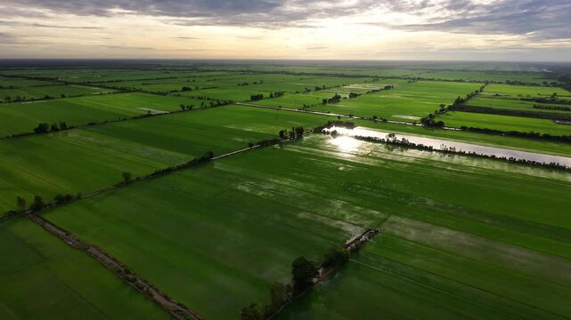 Young green rice crops covering alluvial soil fields at early morning