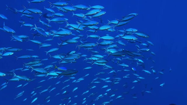 school of fish
