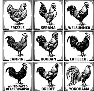 Set of vintage illustrations of different chicken breeds