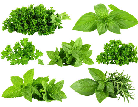 Collection Of Fresh Green Herbs Isolated On Transparent Background Offering Various Culinary Possibilities Featuring Parsley Basil Mint and Rosemary