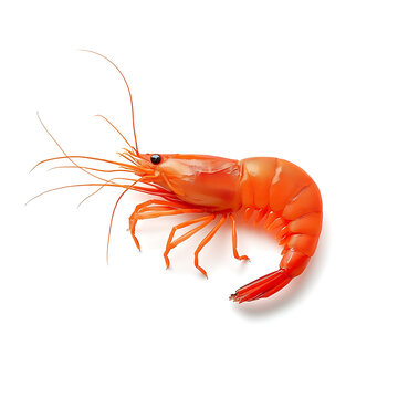 crayfish on white background