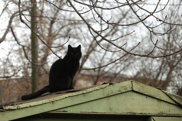Portrait of cute street cats © olena