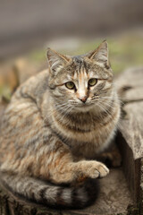 Portrait of cute street cats © olena