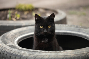 Portrait of cute street cats © olena