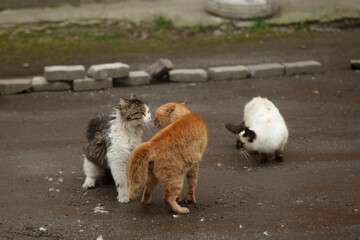 Portrait of cute street cats © olena