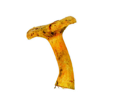 Isolated saffron milk cap mushroom side view cutout on transparent background