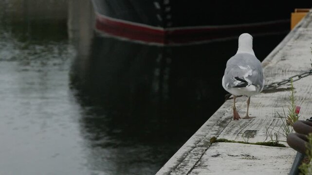 European herring gull with an apparent leg injury limping away along a marina pier in slow motion. Authentic coastal wildlife behavior filmed beside calm harbor water in Tallinn, Estonia