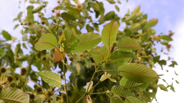 Kratom is scientifically known as Mitragyna speciosa (Korth.) Havil. kratom a drug from plant to a category in thailand. Nature green leaf background