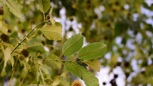 Kratom is scientifically known as Mitragyna speciosa (Korth.) Havil. kratom a drug from plant to a category in thailand. Nature green leaf background