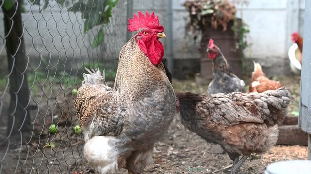 Large rooster walking through a backyard poultry enclosure, with several chickens visible behind it. The rooster displays detailed gray and brown feathers and a bright red comb. Farm animals 