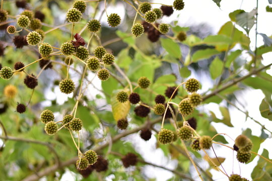 Kratom branch flower and green leaves on natural background