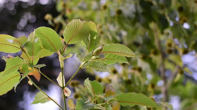 Kratom is scientifically known as Mitragyna speciosa (Korth.) Havil. kratom a drug from plant to a category in thailand. Nature green leaf background