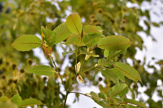 Kratom is scientifically known as Mitragyna speciosa (Korth.) Havil. kratom a drug from plant to a category in thailand. Nature green leaf background