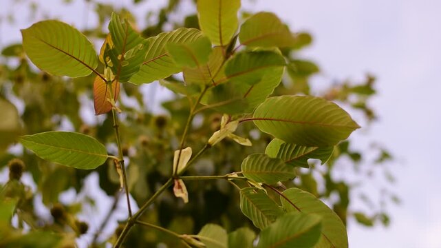 Kratom is scientifically known as Mitragyna speciosa (Korth.) Havil. kratom a drug from plant to a category in thailand. Nature green leaf background