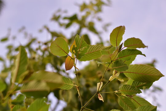 Kratom is scientifically known as Mitragyna speciosa (Korth.) Havil. kratom a drug from plant to a category in thailand. Nature green leaf background