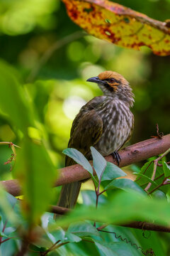 Critically endangered Straw-headed Bulbul perched on a tree branch in Singapore.