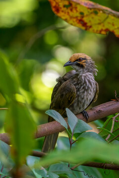 Critically endangered Straw-headed Bulbul perched on a tree branch in Singapore.