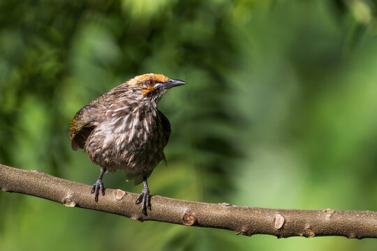 Critically endangered Straw-headed Bulbul perched on a tree branch in Singapore.