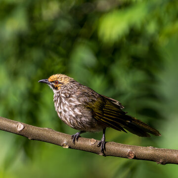 Critically endangered Straw-headed Bulbul perched on a tree branch in Singapore.
