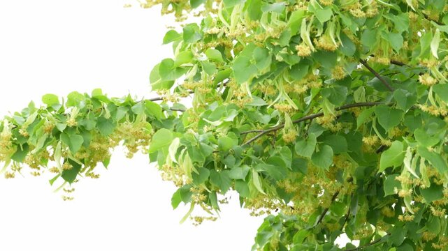 Lipa, flowering linden plant. Summer linden flowers produce abundant yellow flowers with plenty of pollen. Linden flowers are a strong allergen