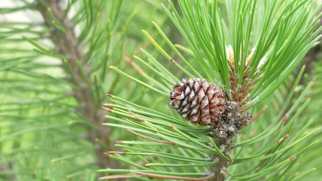Pine cone rests on a pine branch. Green needles surround the cone closely. The cone has a brown, textured surface. Blurred green foliage forms the background. This natural scene captures forest life