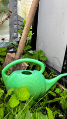 Green plastic watering can and a dirty shovel resting in green strawberry bushes near a greenhouse © Anastasiia Diubua