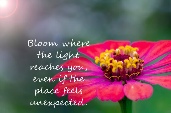 Blooming flower image with inspirational words symbolizing transformation, happiness, growth, and appreciation of nature.