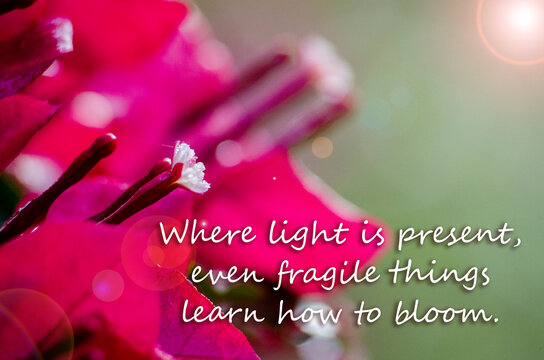 Where light is present, even fragile things learn how to bloom. Inspirational and growth message.