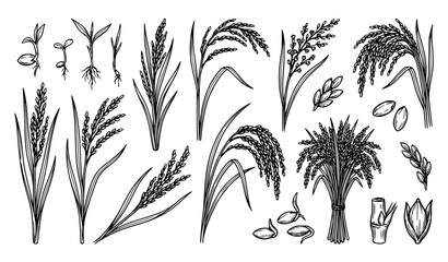 Fototapeta premium Rice Plant Botanical Vector Illustration Set Black White