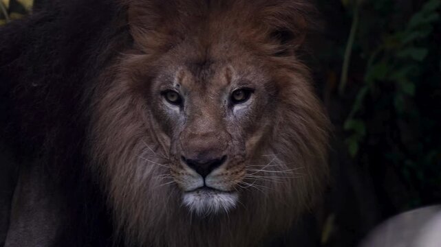 Majestic male lion portrait, powerful African predator in dark jungle foliage, cinematic wildlife close-up of big cat face and mane