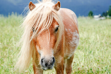Portrait of a horse (Equus ferus caballus) © 2xwilfinger