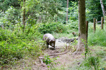 Domestic pig Sus scrofa domesticus in a forest © 2xwilfinger