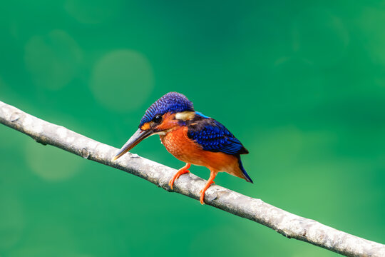 Blue-eared kingfisher perched on a branch against a green background