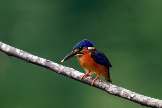 Blue-eared kingfisher perched on a branch against a green background