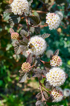 Physocarpus opulifolius or ninebark shrub blooming with beautiful clusters of white flowers and dark burgundy leaves