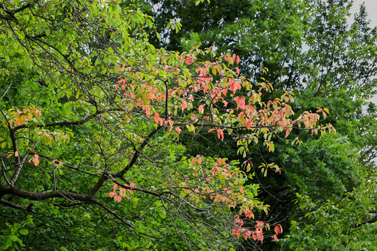 Tree branches with early pinkish-red and yellow leaves stand out vividly against a dense green forest canopy. Early autumn accents draw attention and create a picturesque contrast of colors.