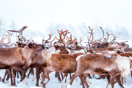 Reindeer herders drive a herd of reindeer into a corral.