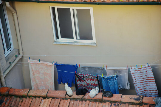 Four cats of different colors rest together on a terracotta rooftop ledge, directly beneath a row of laundry drying on lines against a house facade with a window above.