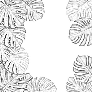 Monstera leaf border frame isolated on a transparent background