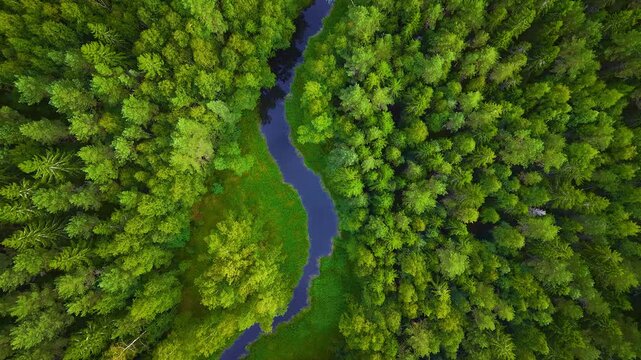 4K small natural lush river or a creek in dense natural forest in Finland. Aerial high view from drone. 