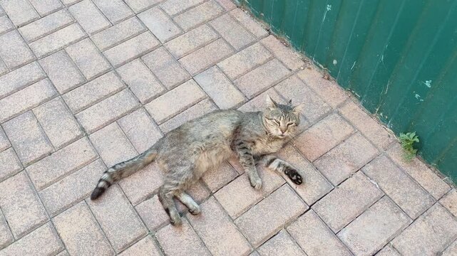 Gray tabby cat rolling and stretching on paved sidewalk next to a green fence outdoors