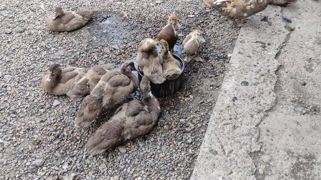 Flock of brown ducks resting and drinking water from a bowl on gravel ground