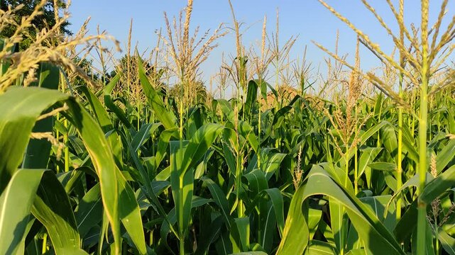 Green corn stalks with tall tassels growing in a field under a clear blue sky