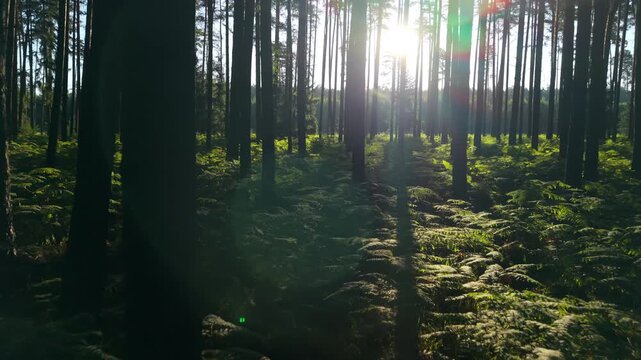 The camera moves low over lush ferns in the forest in the early morning, with sunlight breaking through the trees.