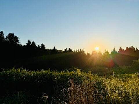 Bright sun setting over pine forest silhouette and green meadow