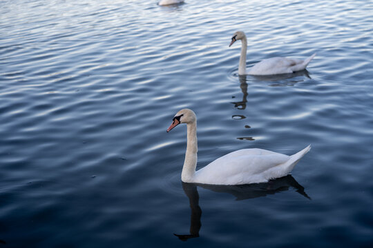 Graceful white swans swimming on calm blue water in a lake